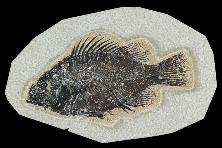 5.1" Fossil Fish (Cockerellites) - Green River Formation